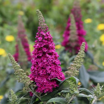 Buddleia x Pugster Pico Punch™