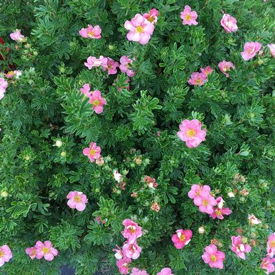 Potentilla fruticosa Buzzin' Pink™
