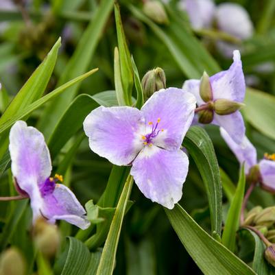 Tradescantia hybrid 'Webmaster'