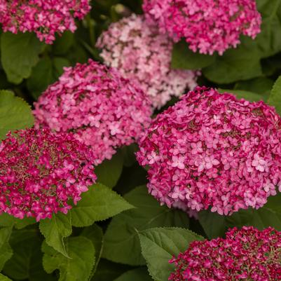 Hydrangea arborescens DreamScape™