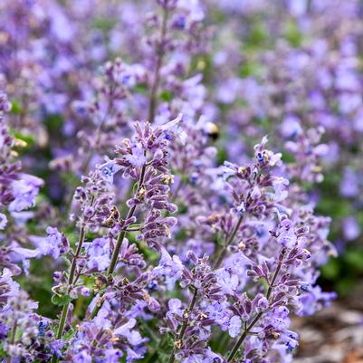 Nepeta hybrid 'Catwalk Queen'