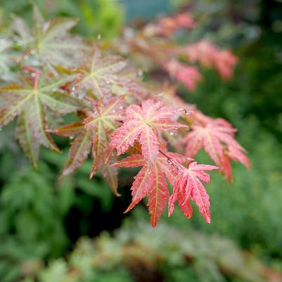 Acer palmatum Hot Chana®