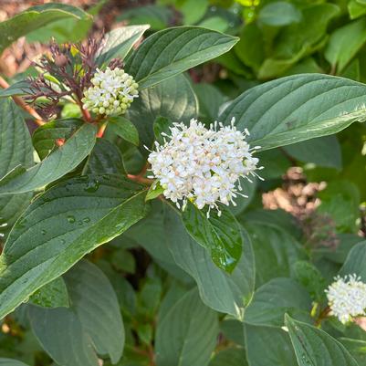 Cornus sericea Winter Spark™