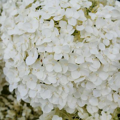 Hydrangea arborescens Invincibelle Wee White® 2.0
