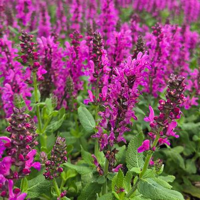 Salvia nemerosa 'Noble Princess'