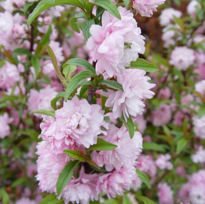 Prunus glandulosa Rosea