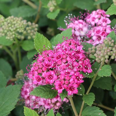 Spiraea japonica Double Play® Double Play® Princess™