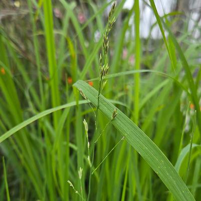 Molinia Mist in Motion