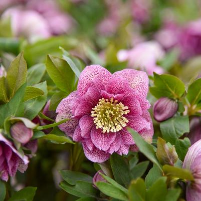 Helleborus Wedding Party® 'Wedding Crasher'