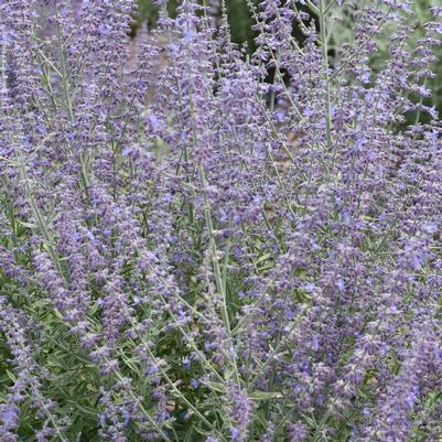 Perovskia atriplicifolia 'Prime Time'