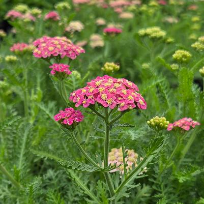 Achillea millefolium Skysail Bright Pink