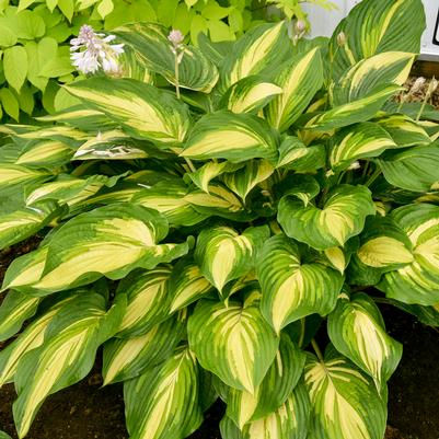 Hosta hybrid Shadowland® 'Affair to Remember'