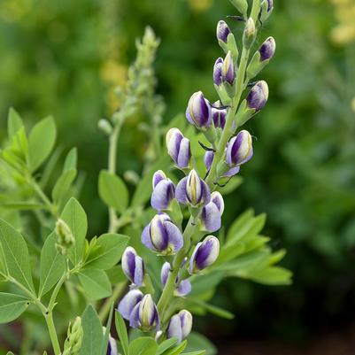 Baptisia 'Musical Duet'