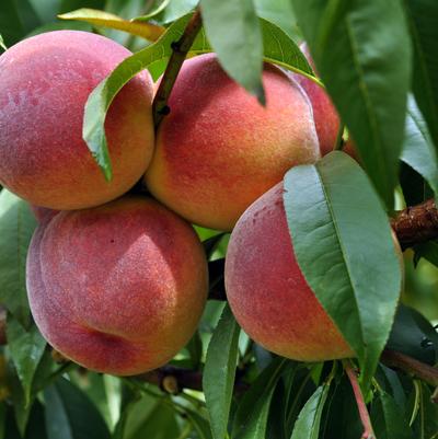 Prunus persica Fruit Snacks® Blushing Pearl™