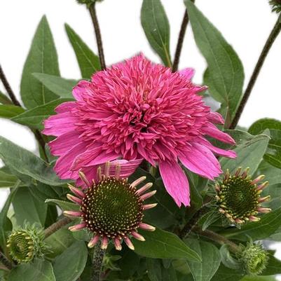 Echinacea purpurea SunMagic® Double Hot Pink