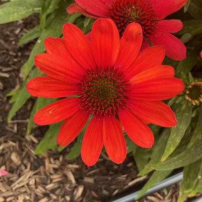 Echinacea x SunMagic® Vintage 'Electric Orange'