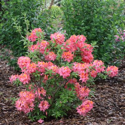 Rhododendron x Sweet Reward®