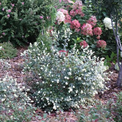 Symphoricarpos ALBA PROUD BERRY PEARL&trade; x Proud Berry® Pearl