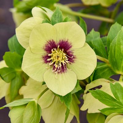 Helleborus Honeymoon® 'Irish Luck'