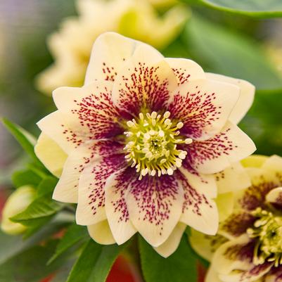 Helleborus WEDDING PARTY® 'Father of the Bride'