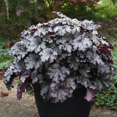 Heuchera hybrid Dressed Up® 'Prom Dress'