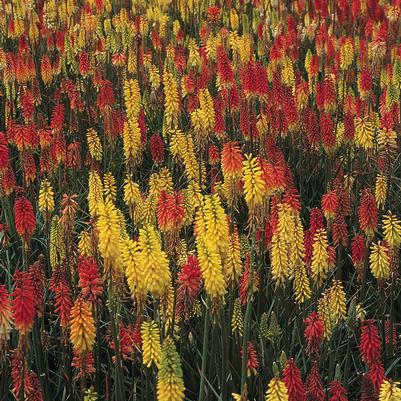 Kniphofia Flamenco Mix