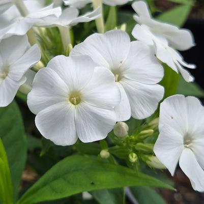 Phlox paniculata Flame® Pro White