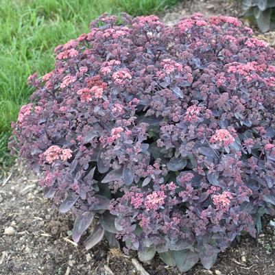 Sedum x Wineberry Delight