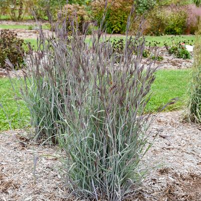 Andropogon hybrid Prairie Winds® 'Blue Steel'