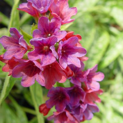 Pulmonaria 'Raspberry Splash'