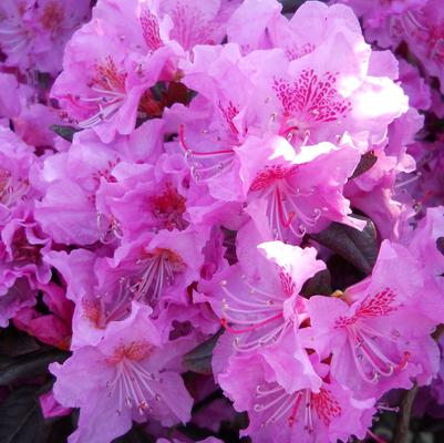 Rhododendron X Midnight Ruby