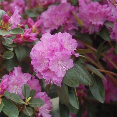 Rhododendron X PJM Elite