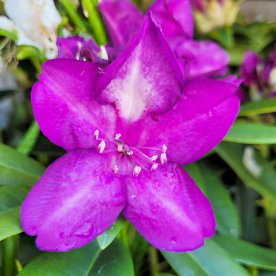 Rhododendron cat. Lees Dark Purple