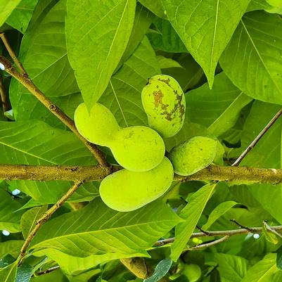 Asimina triloba 