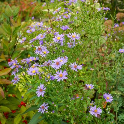 Symphyotrichum syn. Aster laeve Bluebird