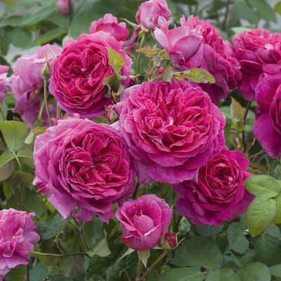 Rosa Young Lycidas