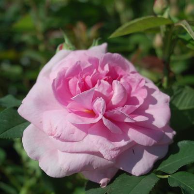 Rosa Gertrude Jekyll®