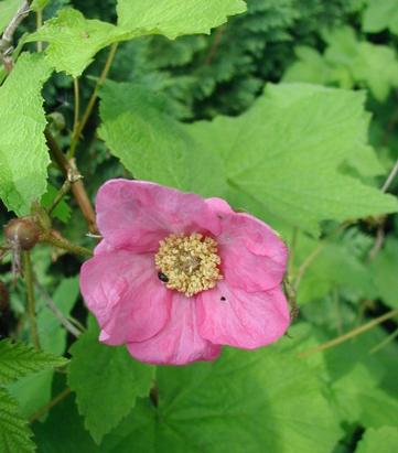 Rubus odoratus 