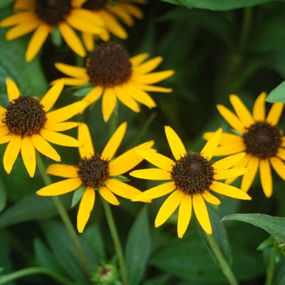 Rudbeckia fulgida var. sullivantii 'Little Goldstar'