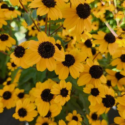 Rudbeckia triloba 