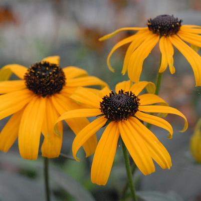 Rudbeckia var. fulgida 