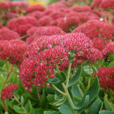 Sedum spectabilis 'Autumn Joy'