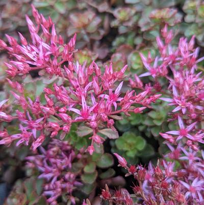 Sedum spurium Fuldaglow