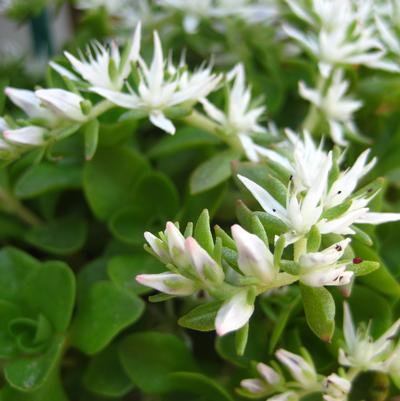 Sedum ternatum 'Larinem Park'