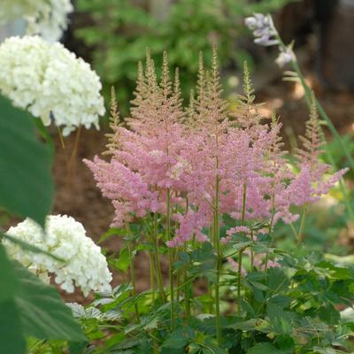 Astilbe chinensis Vision in Pink