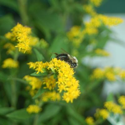 Solidago rugosa Fireworks