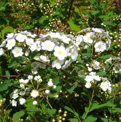 Spiraea vanhouttei Renaissance