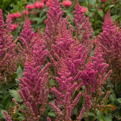 Astilbe chinensis Vision in Red