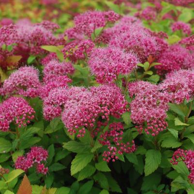 Spiraea jap. Magic Carpet