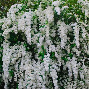 Spiraea nipponica Snowmound